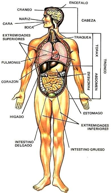 dibujos imagenes biologia sistema aparato dibujos del cuerpo humano  sus partes