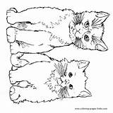 Coloring Pages Cats Cat Animal Color Printable Two Cute Tabby Sheets Dogs Kids Print Kittens Sheet Printables Colouring Children Book sketch template