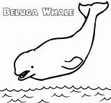 Beluga sketch template