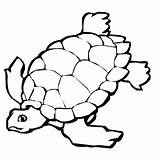 Tortoise Coloring Desert Pages Animal sketch template