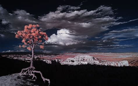 infrared photography reed hoffmann