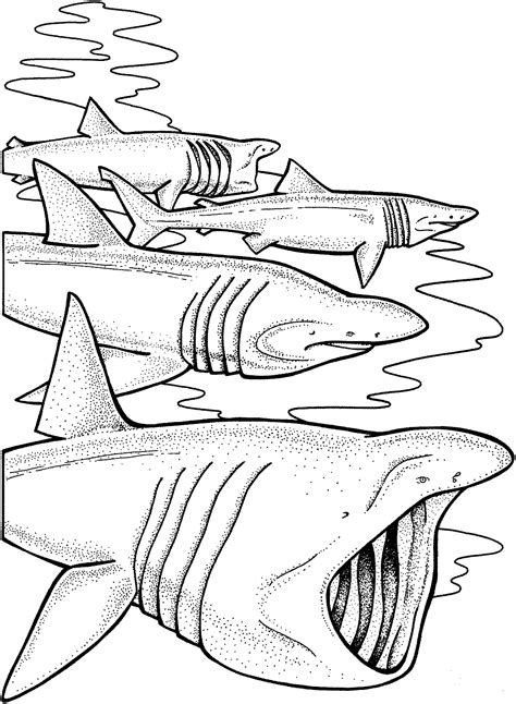 shark coloring pages learny kids
