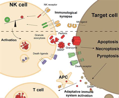 frontiers   nk cell mediated death   acts