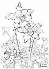 Columbine Coloring Flower Rocky Mountain Pages Drawing Flowers Printable Mountains Adult Color Tattoo Patterns Getdrawings Drawings Colouring Illustration Bible Books sketch template