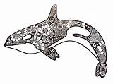 Orca Zentangle Whale sketch template