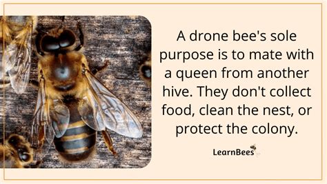 drone bees  fascinating life  male honeybees  pictures