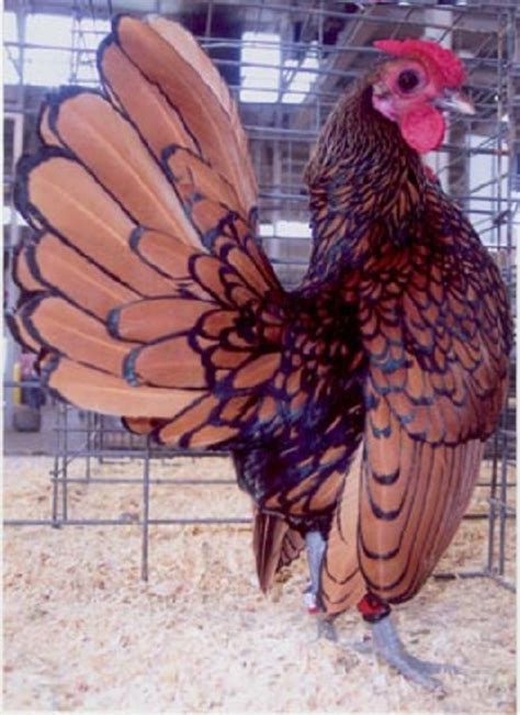 Golden Sebright Bantams Bantam Chicks Cackle Hatchery®