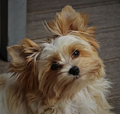 lilly baby yorkie cute dogs yorkshire terrier