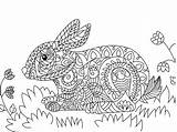 Lapin Adultes Coloration Yellowimages sketch template