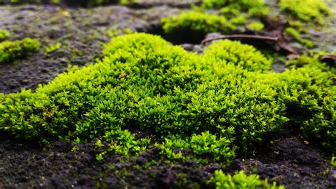 peat moss  sphagnum moss     plants spark joy