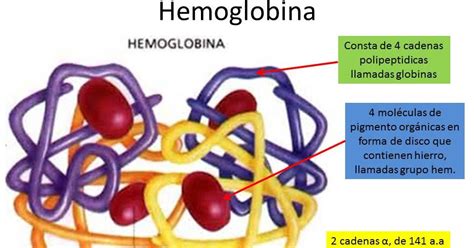 portafolio de evidencias de fisiologia basica ilsa elenes iv  hemoglobina