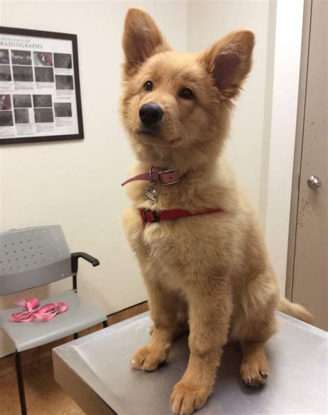 german shepherd golden retriever mix raww