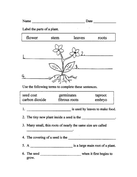 images  parts  plant functions worksheet plant parts   functions worksheet