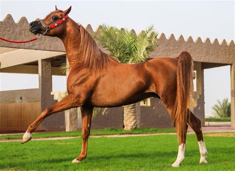 arabian equine perfection defined