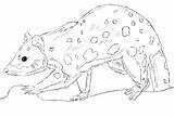 Quoll sketch template