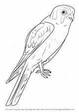 Kestrel Draw American Step Drawing Birds Tutorials Bird Easy Drawings Animals Drawingtutorials101 Falcon Illustration Choose Board sketch template