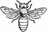 Bee Honey Coloring Pages Insect sketch template