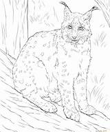 Lynx Coloring Pages Eurasian Color Printable Getcolorings Cat Drawing Realistic Taiga Dot Animals Categories sketch template