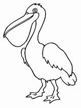 Pelican Coloring Pages Bird Printable Drawing Pelicans Brown Outline Birds Color Clipart Gt Sheets Kids Cartoon Drawings Book Tattoo Gopixpic sketch template