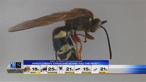 Giant Wasps Showing Up In South Texas