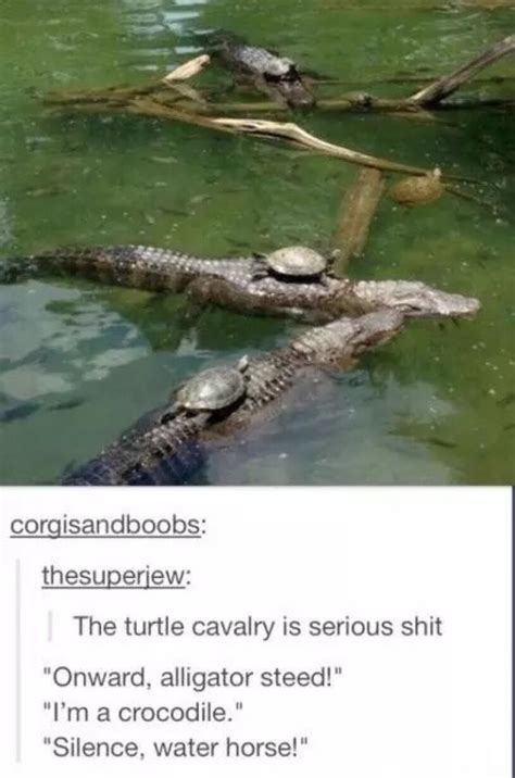 the best alligator memes memedroid