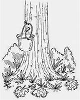 Maple Syrup Tree Coloring Pages Activities Kids Drawing Sugaring Homemade Sap Tap Tlc Colouring Sugar Howstuffworks Production Getdrawings Does Study sketch template