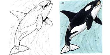 whales  dolphins coloring book dover sea life coloring books john
