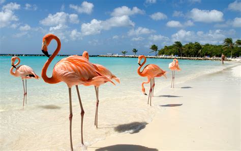 swim  flamingos  aruba travel leisure