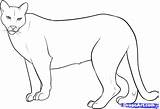 Drawing Lion Mountain Coloring Pages Cougar Easy Draw Printable Drawings Puma Lions Step Kids Paintingvalley sketch template