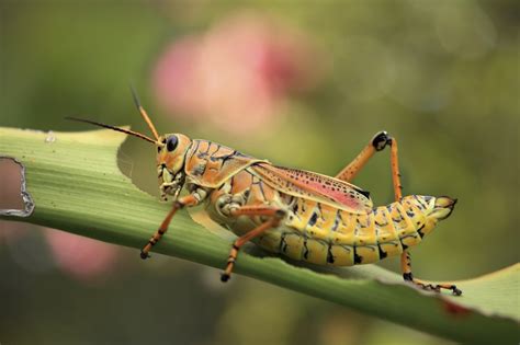 grasshopper control  treatments   home yard  garden
