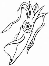 Squid Calamaro Tintenfisch Manatee Malvorlagen Molluschi Coloringhome sketch template