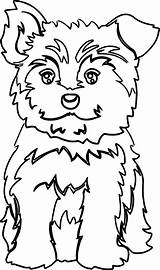 Yorkie Maltese Teacup Terrier Olphreunion Filhote Detailed Filhotes Cachorros Cachorro sketch template