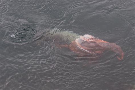 incredible fight between seal and octopus caught on camera