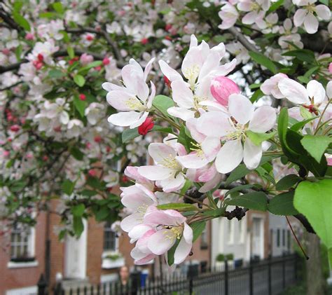 gardening  crabapple trees gardenista