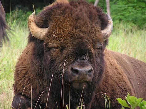american bison brown photo  fanpop