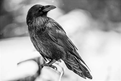 ravens christopher martin photography