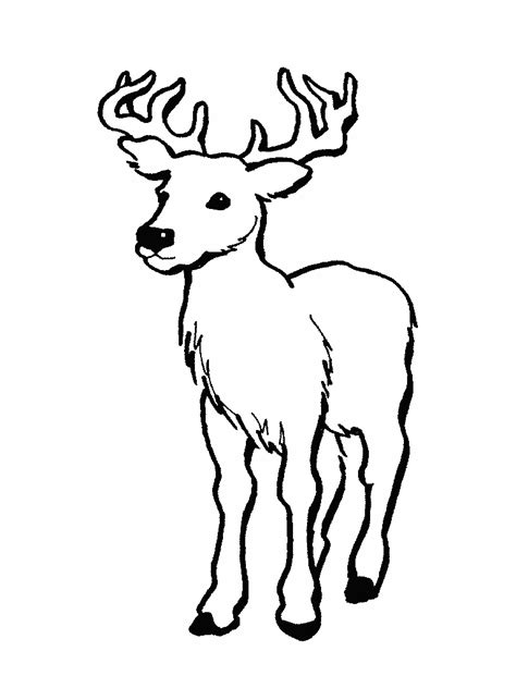 deer coloring pages kidsuki