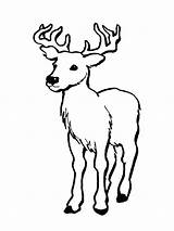 Deer Coloring Pages Tailed Printable Clipart Kids sketch template