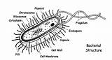 Bacteria Cell Bacterial Structure Gram Positive Diagram Microbiology Science Wall Part Peptidoglycan Well Polysaccharides sketch template