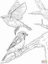 Sparrows Coloring English Pages Printable Gorriones Colorear Drawing Para Bird Dibujo Sparrow Dibujos Colouring Supercoloring Choose Board Adult sketch template