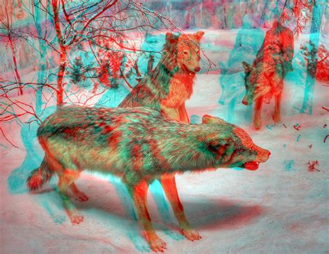 wolfpack 3d for red cyan 3d glasses rawshooter72 flickr