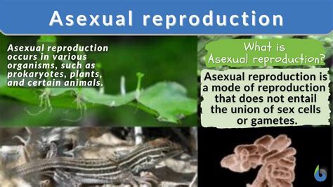 asexual reproduction definition  examples biology  dictionary