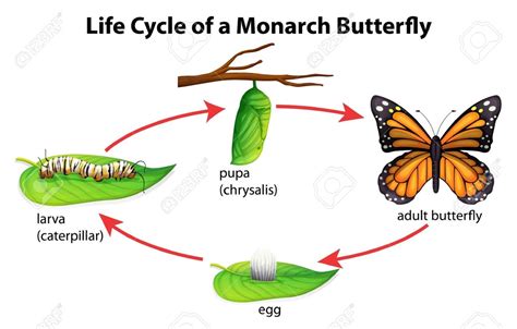 butterfly life cycle lets learn