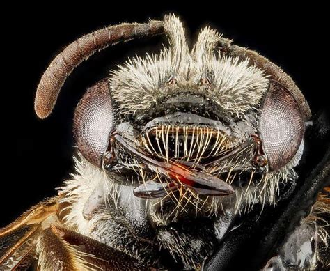 disturbing close  pictures  insect faces