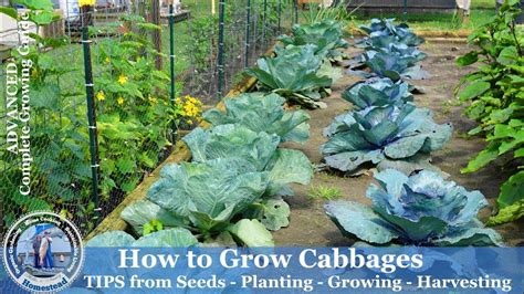 grow cabbage tips  seeds planting growing harvesting