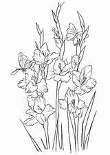 Coloring Pages Flowers Gladiolus Flower Printable Kids Color Beautiful Bestcoloringpagesforkids Drawing Drawings Sheets Adult Colouring Pdf Choose Board sketch template