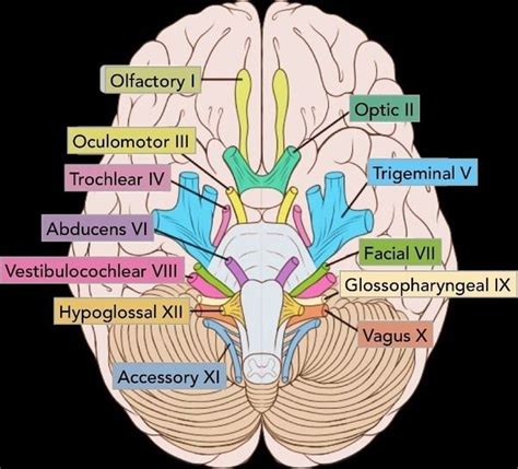 image result for 12 cranial nerves cranial nerves nerve anatomy