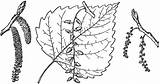 Cottonwood Eastern Branch Etc Clipart Populus Throughout Southwestern Deltoides Native Known Central States United Also Usf Edu Large Tiff sketch template