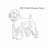 Wheaten Terrier Drawing Paintingvalley sketch template