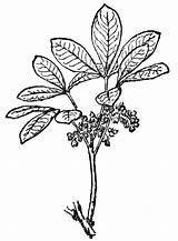 Coloring Pages Hevea Wormwood Begonia sketch template